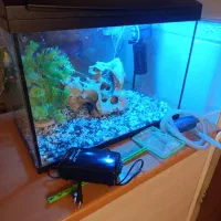 اکواریوم شرکتی|ماهی|تهران, افسریه شمالی|دیوار