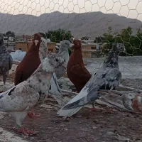 ۱۲ تا جوجه  سورور دم سفید نر