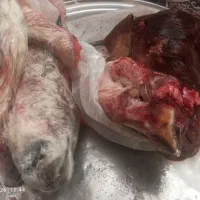 کله پاچه