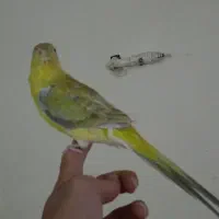 یک عدد طوطی اوازه خوان نر جوان آماده دستی و ...|پرنده|ابهر, |دیوار