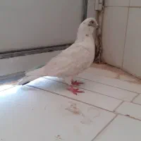 کفتر معاوضه با مرغ عشق|پرنده|قم, دروازه چوبی|دیوار
