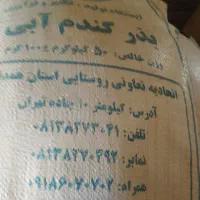 گندم پیشگام