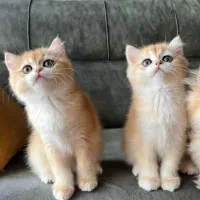 گربه بریتیش گلد ny25 ny12