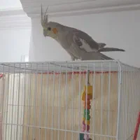 عروس هلندی|پرنده|میان جلگه, |دیوار