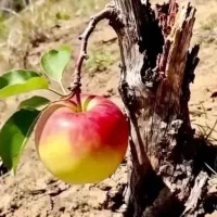 راهنمائ میخوام