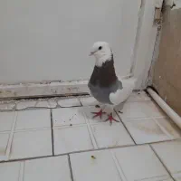 طوقی. نر سفید