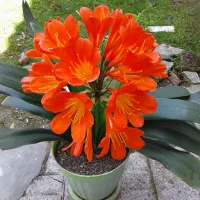 گل شیپوری افریقایی