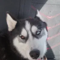 سگ هاسکی تربیت شده و بسیار حرف گوش کن