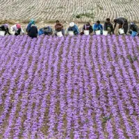 فروش گل زعفران از کشاورز|گل و گیاه طبیعی|سلیمان, |دیوار