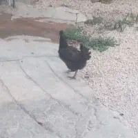 فروش مرغ