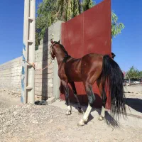 سیلمی فروشی