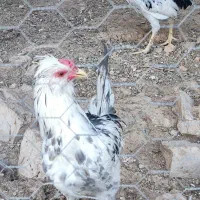 خروس گلین اصل|حیوانات مزرعه|شیراز, علی آباد|دیوار
