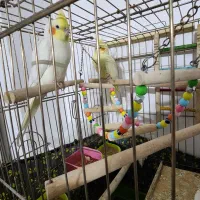 عروس هلندی لوتیتو