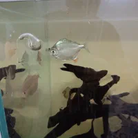 ماهی دالر|ماهی|پاکدشت, پاکدشت (مامازند)|دیوار