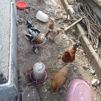 جوجه ۶ ماهه سلطان