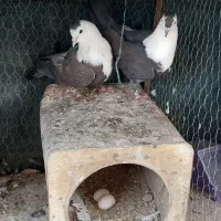 جفت کل سفید خوشکل|حیوانات|کرمان, |دیوار