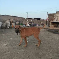 توله سرابی 5ماهه درشت و قوی