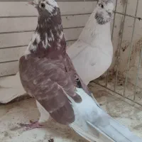 ۷جفت کفتر بی نظیر همچی تموم