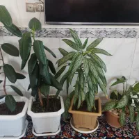 فروش 4 تا گل|گل و گیاه طبیعی|جوانرود, |دیوار