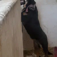 سگ روتوایلر