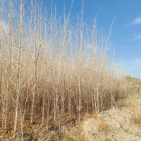 نهال|خدمات باغبانی و درختکاری|زرندیه, |دیوار