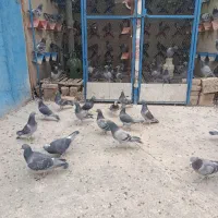 پلاکی مسافتی|پرنده|پیر بکران, |دیوار