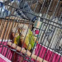 جفت مولدگیرینچیک تضمینی