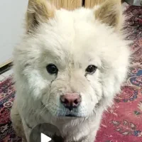 سگ چاو چاو. زبان کبود و دم. بسمت بالا وکوتاه