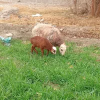 گوسفند خونی در هر ساعت از همه روزه|حیوانات مزرعه|مشهد, سیس‌آباد|دیوار