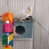 پرنده مرغ عشق|پرنده|چرداول, |دیوار