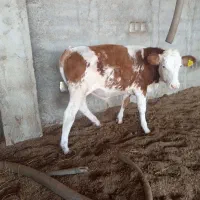 گوساله اصل سیمنتلل نرقرمز