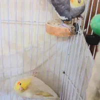 یک جفت عروس هلندی نر و ماده نیمه رام با لوازم