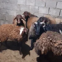 بره نر افشاری