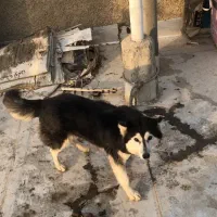 توله سگ هاسکی