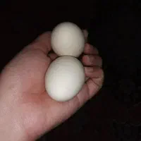 فروش تخم مرغ محلی