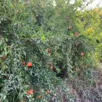 فروش باغچه امرآباد