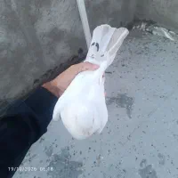نر  سفید دم هفت رنگ
