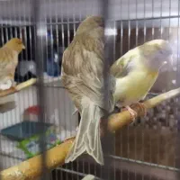 ۵ عدد قناری اوپال طوسی و حنایی سبز نر و ماده