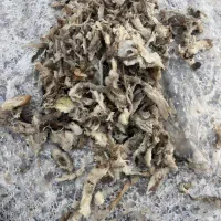 تفالع چغندر