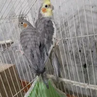 عروس  هلندی