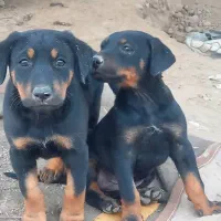 توله دوبرمن  ماده