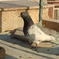 کبوتر|پرنده|مشهد, چهارچشمه|دیوار