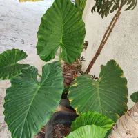 گل بابا آدم