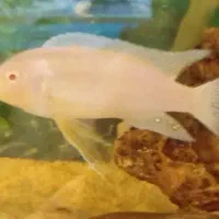 ماهی آکواریوم گوشت خوار|ماهی|زابل, |دیوار