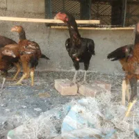 ۱۰تالاری اصل