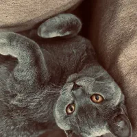 گربه|گربه|کرمان, |دیوار