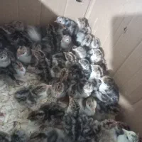 سلام جوجه بوقلمون