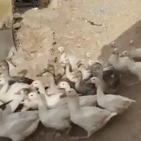 غاز محلی