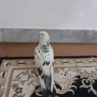 کبوتر نر پرشی