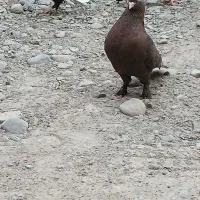 کبوتر بور نر